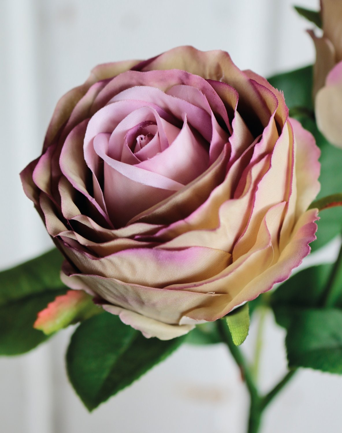 False rose, 2 flowers, 36 cm, antique-light violet