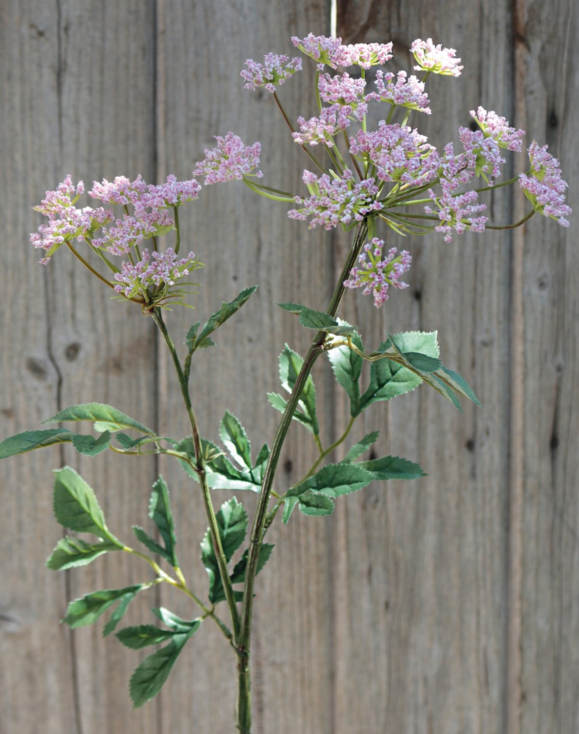 Achillea artificiale, 74 cm, rosa