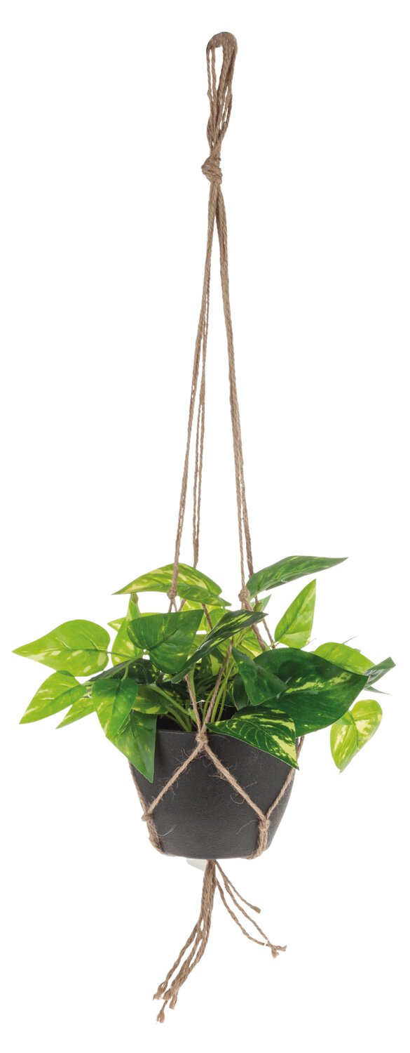 Artificial pothos in hanging pot, 62 cm, green
