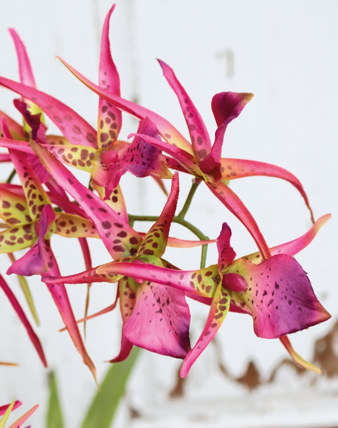 Artificial spider orchid (brassia), potted, 50 cm, pink-green