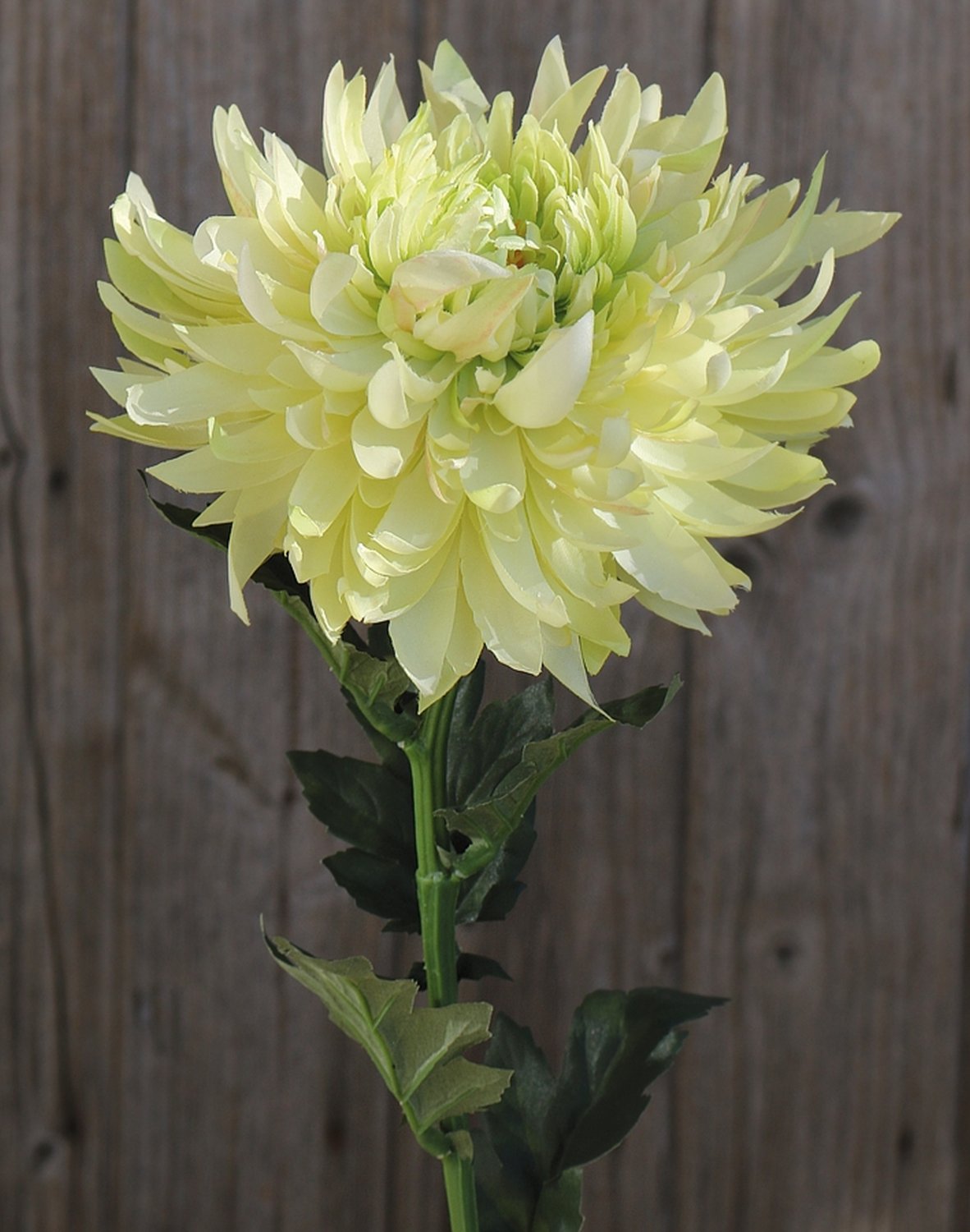 Künstliche Chrysantheme, 62 cm, creme-grün