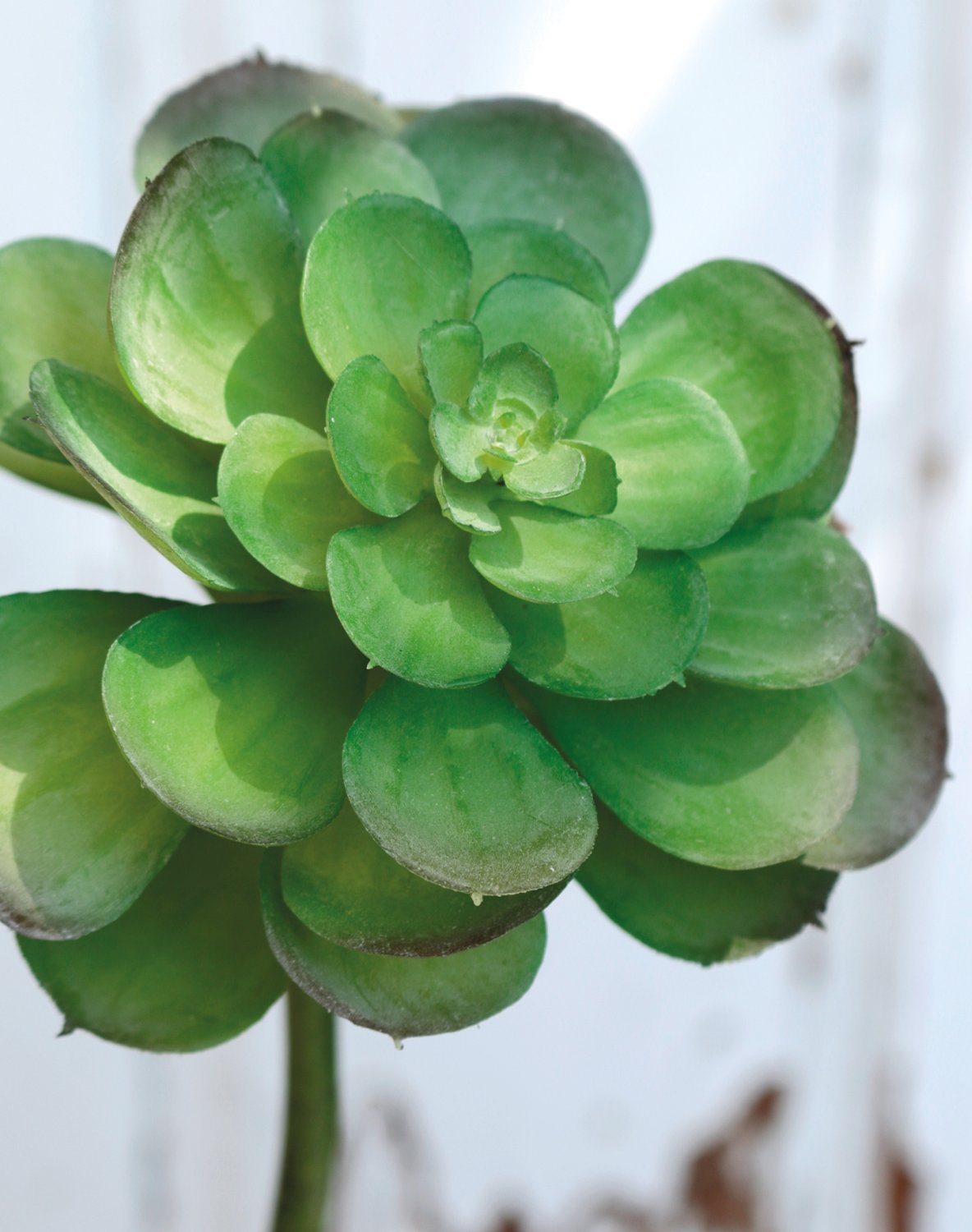 Künstliche Echeveria auf Steckstab, 20 cm, grün