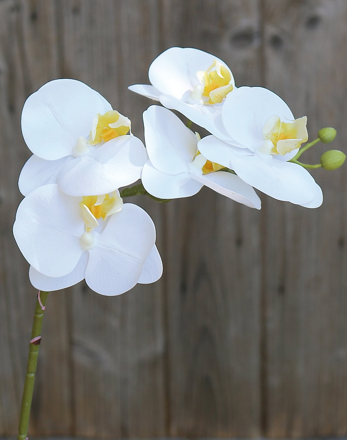 Plastic orchid Phalaenopsis, 64 cm, real touch soft, beige-white