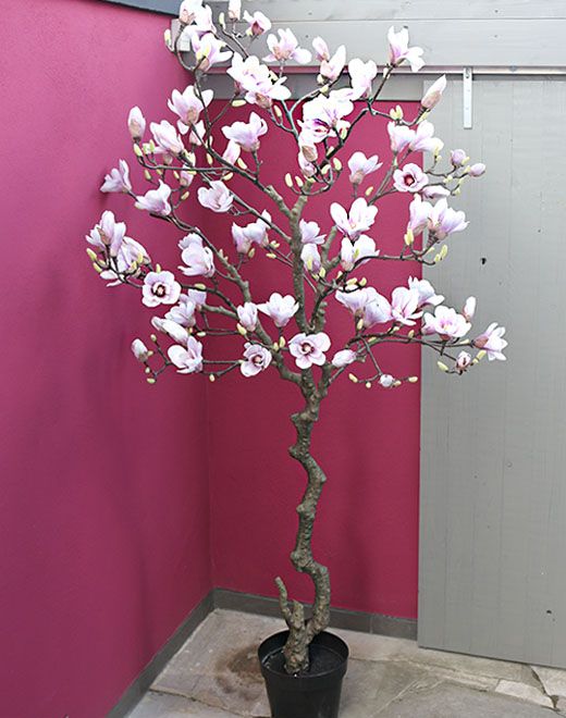 Albero di fiori di magnolia artificiale, in vaso, 210 cm, Real Touch, rosa-bianco