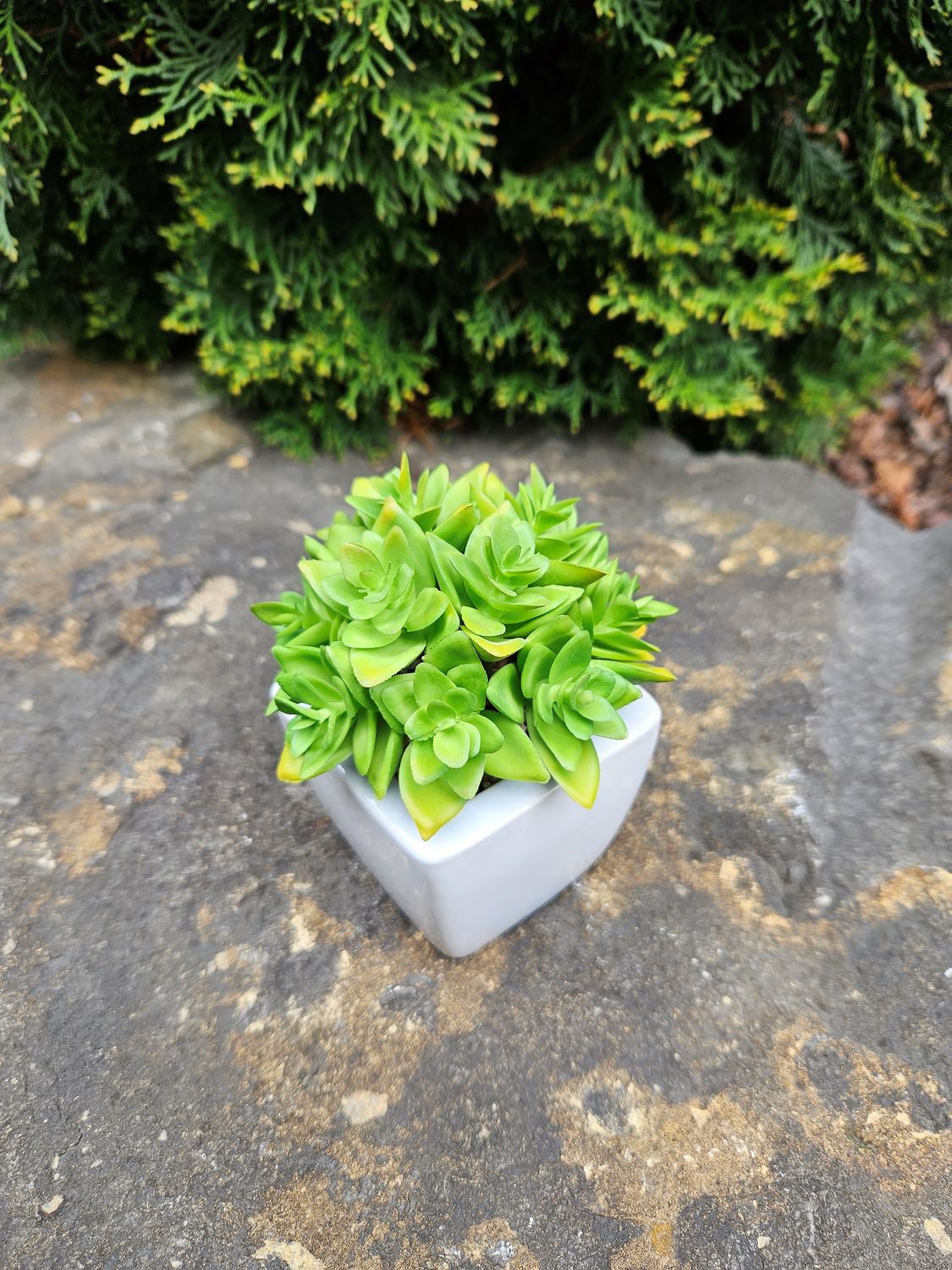 Artificial sedum in ceramic pot, 12 cm, green