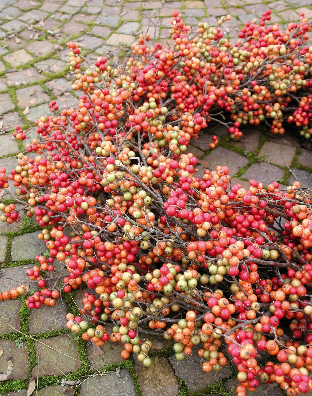 Artificial berries wreath, Ø 90 cm, orange