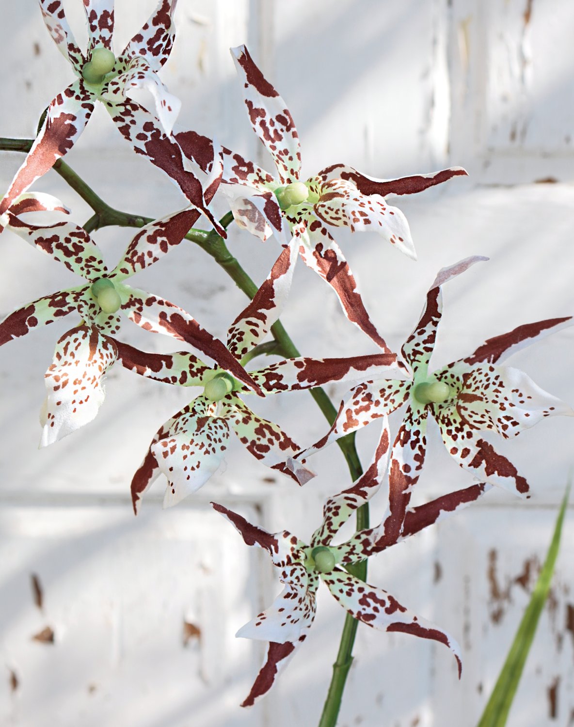 Künstliche Orchidee Odontoglossum, 103 cm, creme-braun