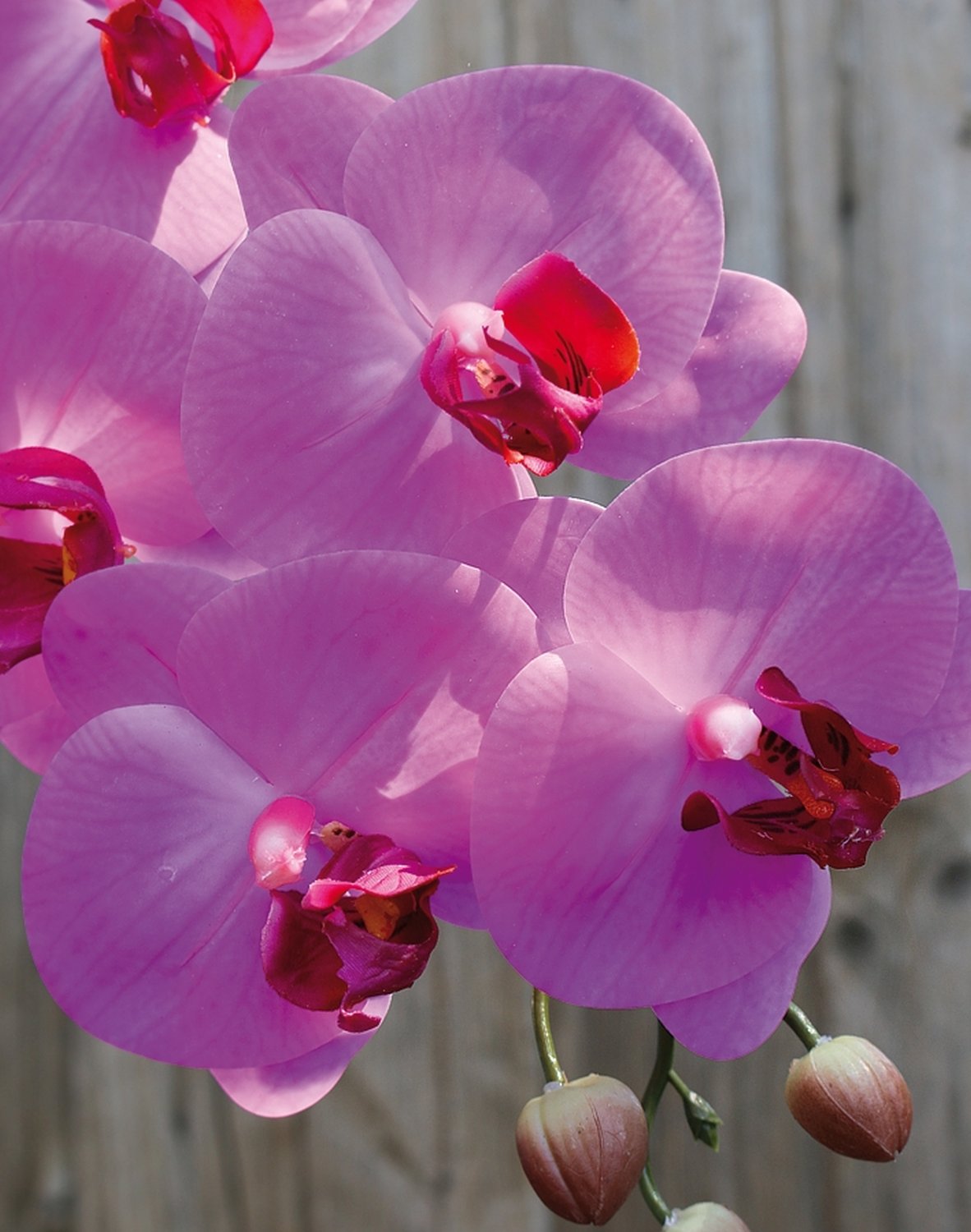 Künstliche Orchidee Phalaenopsis, 100cm, Real Touch Soft, cerise