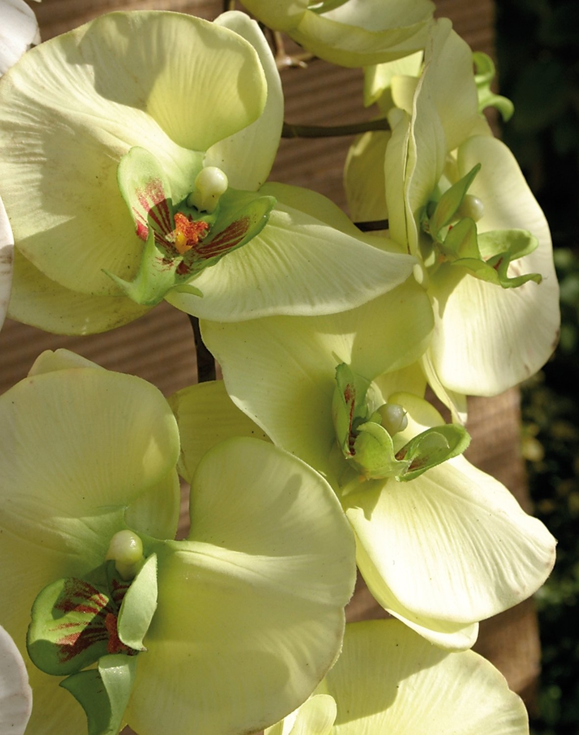 Künstliche Orchidee Phalaenopsis, 103 cm, Real Touch, creme-grün