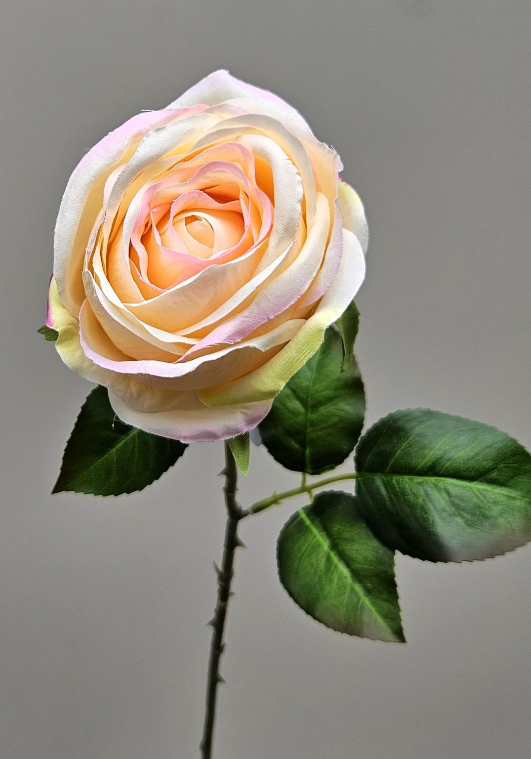 Englische Kunstrose, 66 cm, aprikose Englische Kunstrose, 66 cm, aprikose