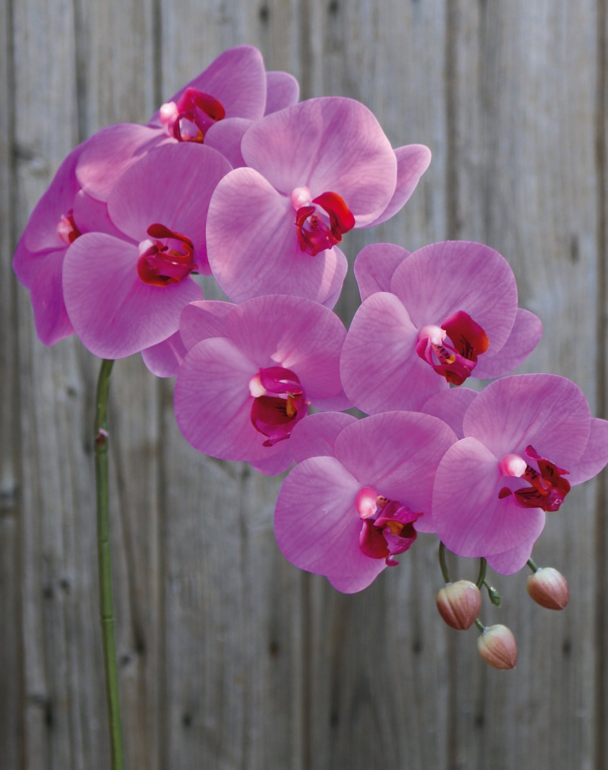 Künstliche Orchidee Phalaenopsis, 100cm, Real Touch Soft, cerise