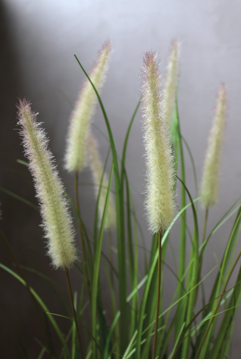 Artificial tuft of grass 'Chinese fountain grass', potted, 76 cm, green