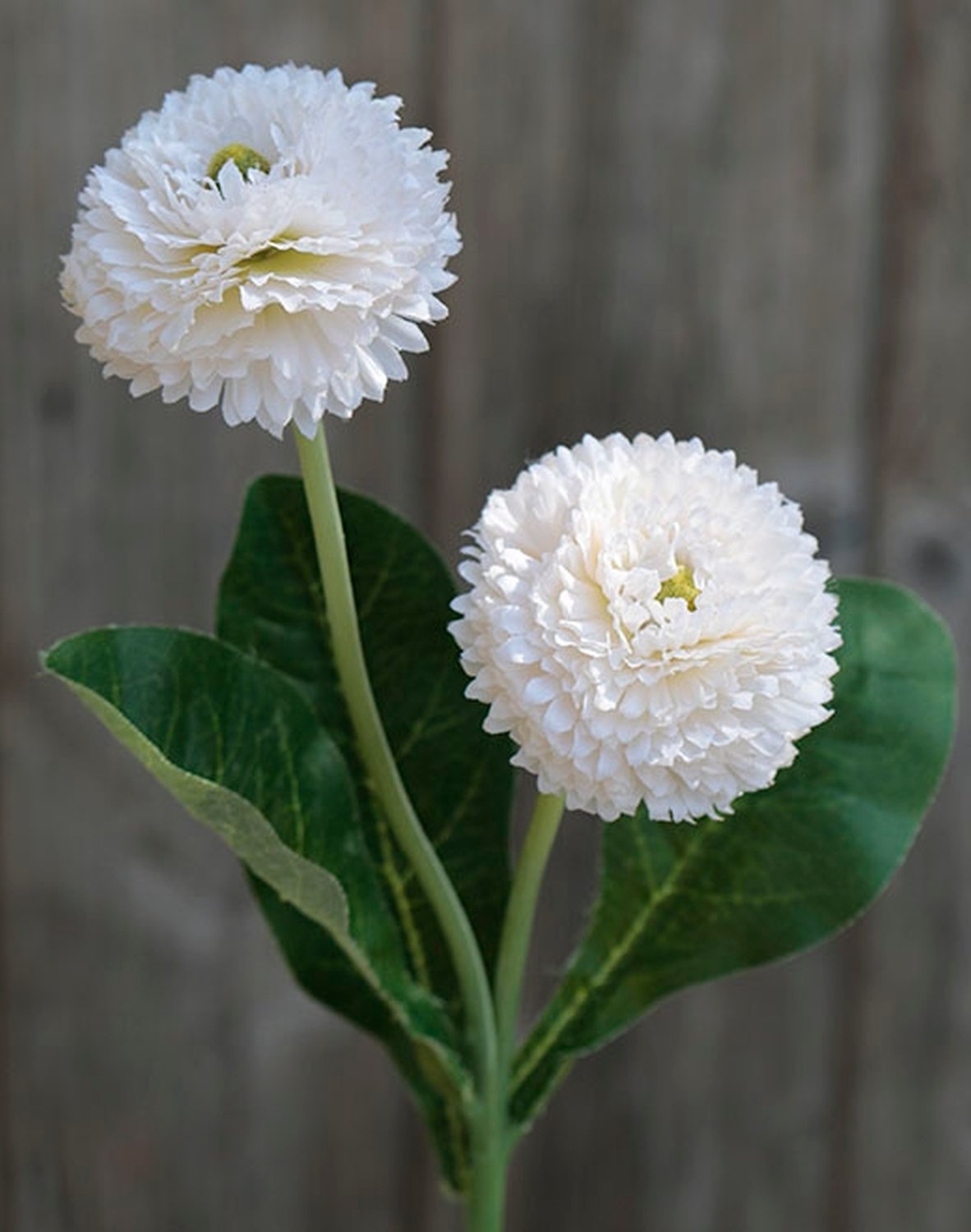 Künstliche Bellis auf Steckstab, 2 Blüten, 26 cm, weiß
