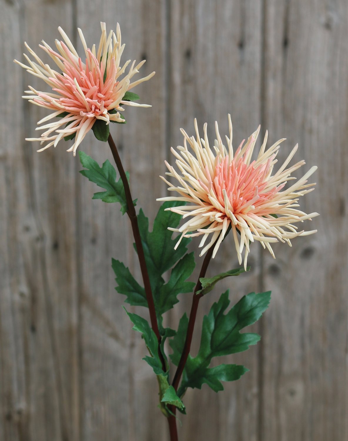 Silk Chrysanthemum, 2-flowers, 72 cm, apricot