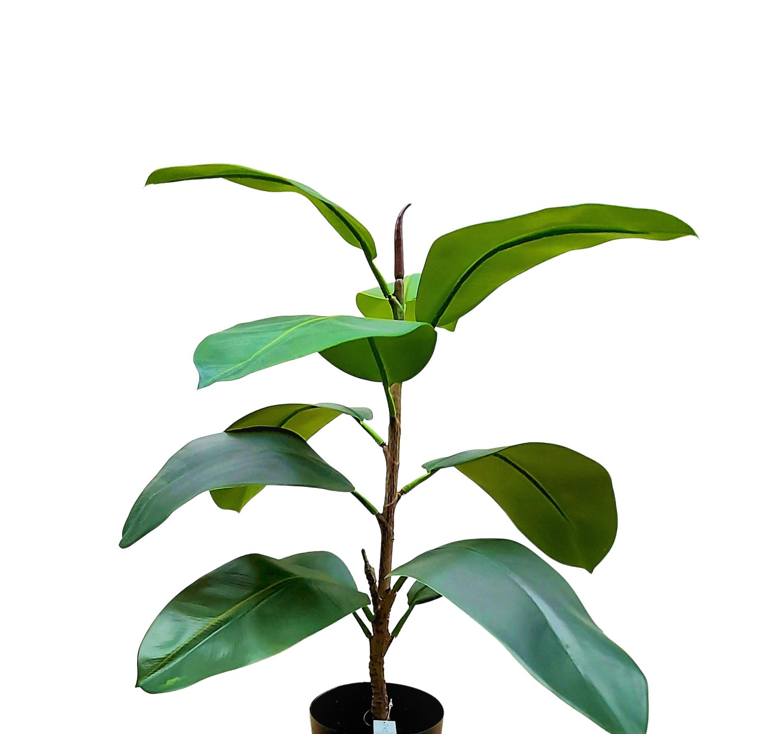 Kunstbaum Ficus elastica (Gummibaum) im Topf, 60 cm, grün