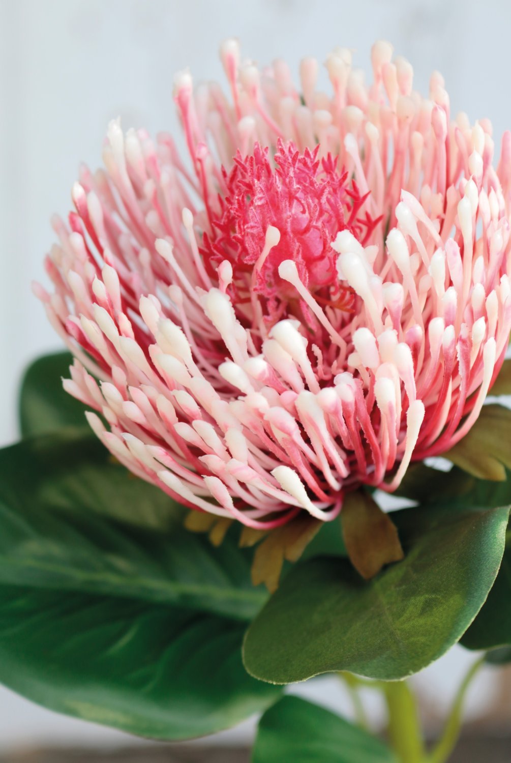 Fake protea, 65 cm, antique-rose