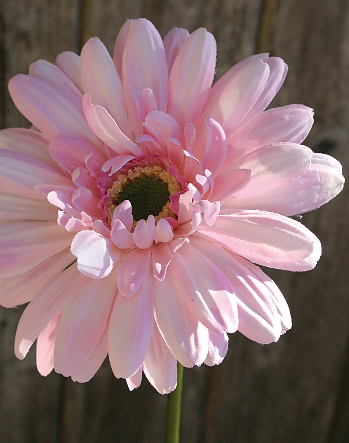 Gerbera artificiale con stelo floccato, 55 cm, rosa-bianco