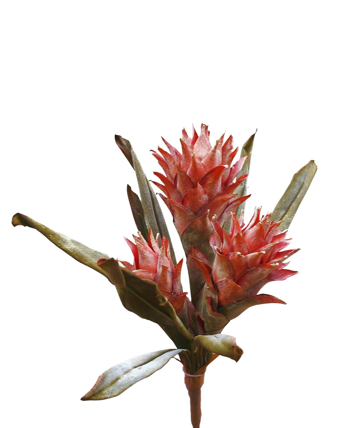 Dekoblume Protea "Vintage", 47 cm, rosa-braun Dekoblume Protea "Vintage", 47 cm, rosa-braun