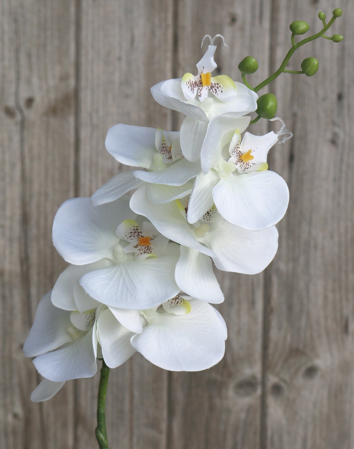 Artificial Phalaenopsis orchid, 86 cm, beige-white