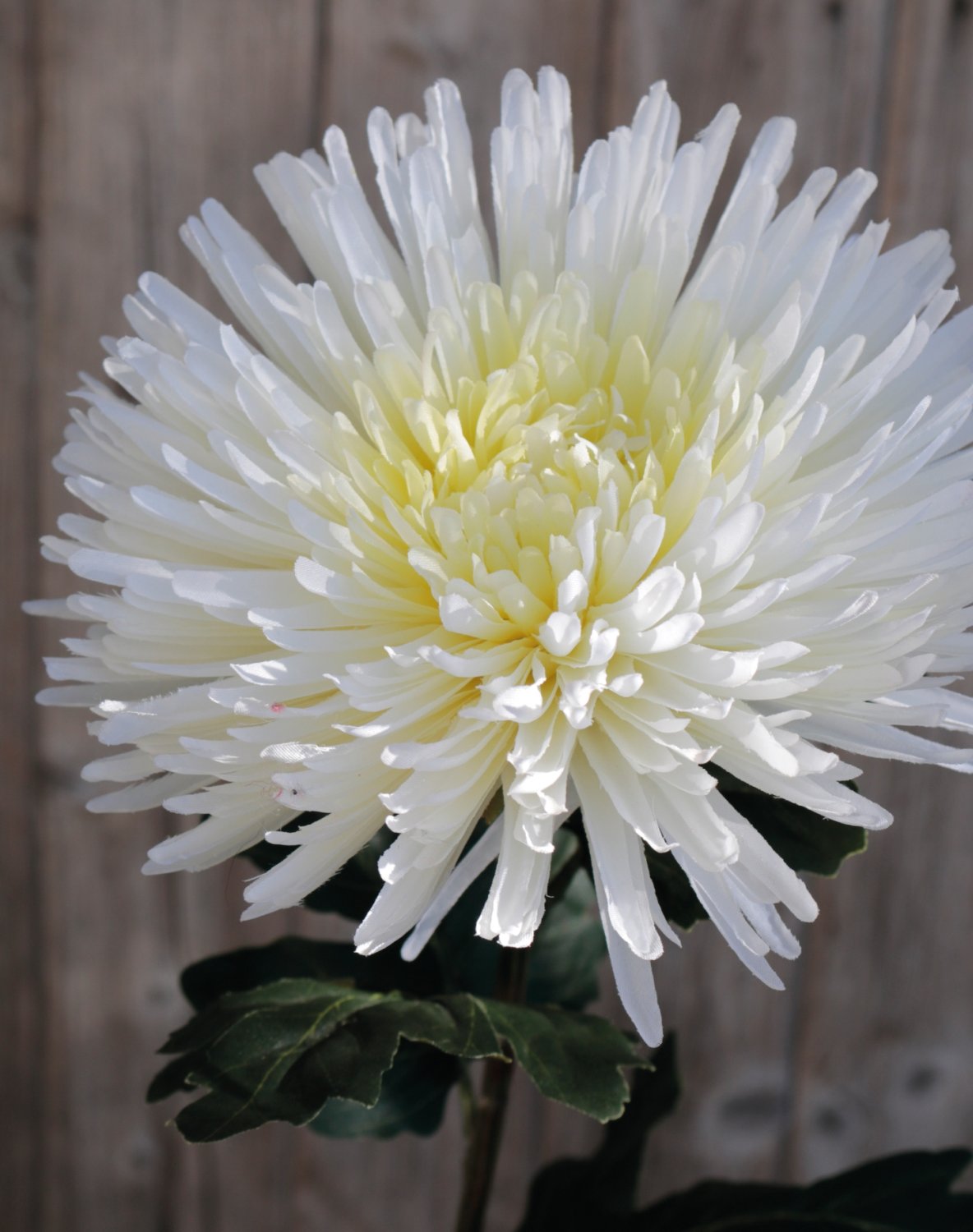 Artificial Chrysanthemum, 88 cm, beige-white