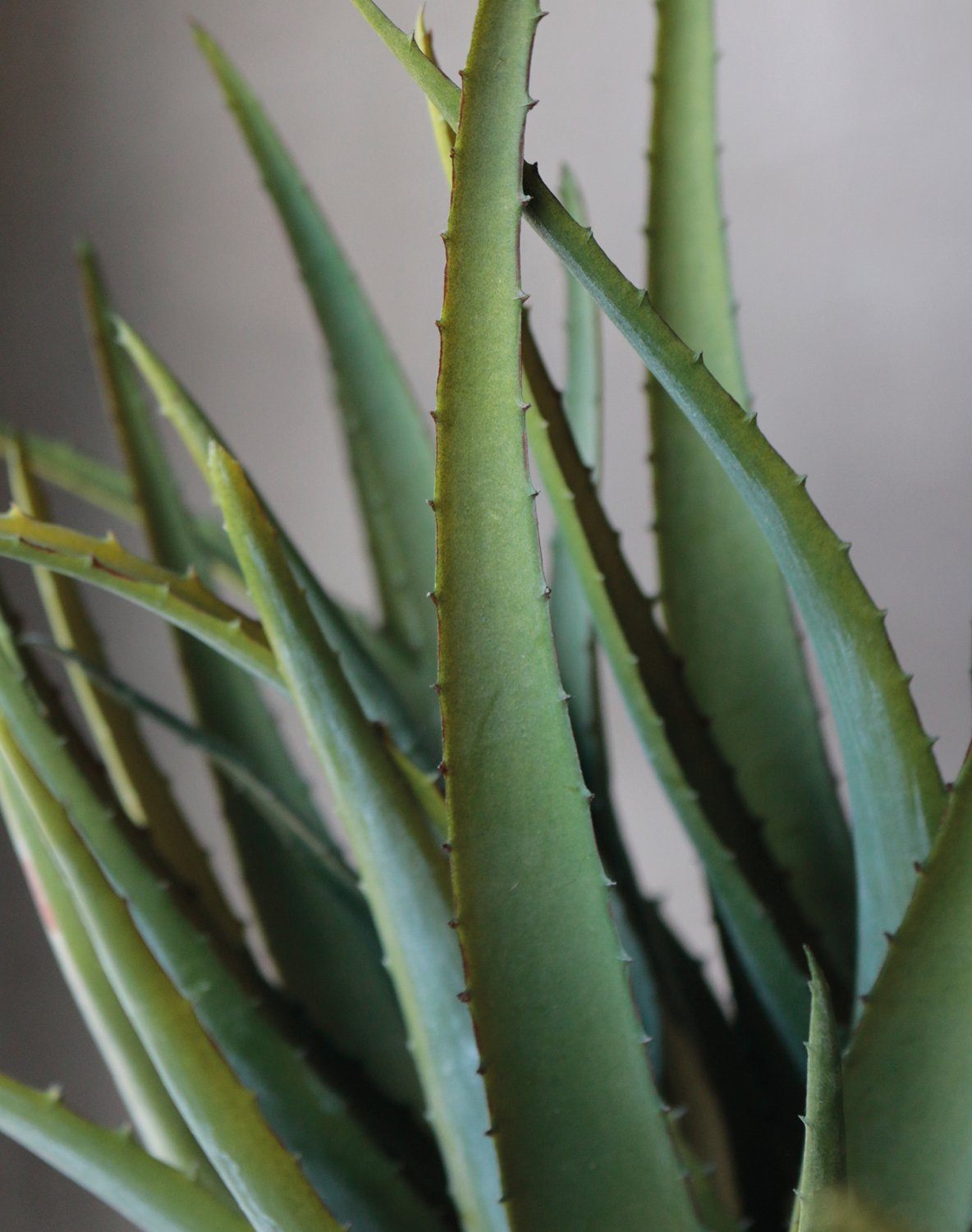 Künstliche Aloe, getopft, 53 cm, grün Künstliche Aloe, getopft, 53 cm, grün