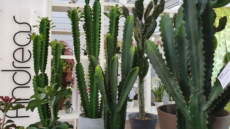 Discover succulents in the H.Andreas Showroom