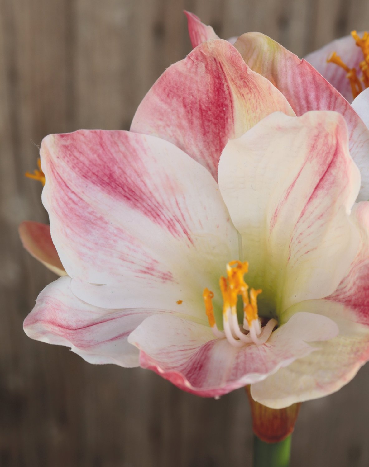 Künstliche Amaryllis, 66 cm, creme-rosa