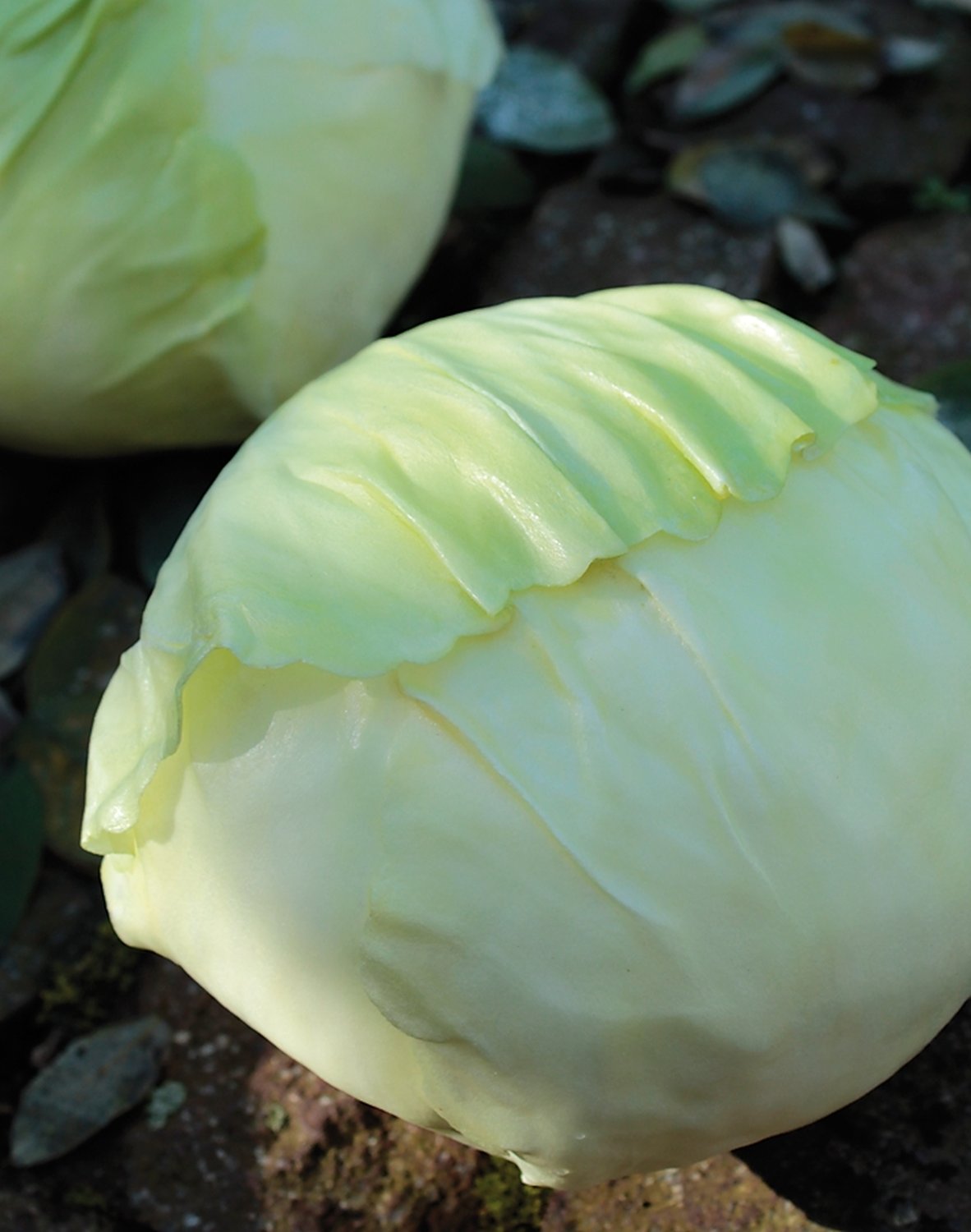 Artificial cabbage, 19 cm, light green