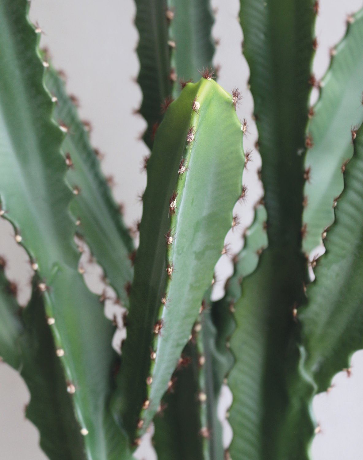 Cactus cereus artificiale, in vaso, 64 cm, verde